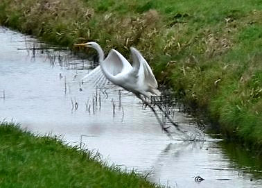 Grotezilverreiger040105